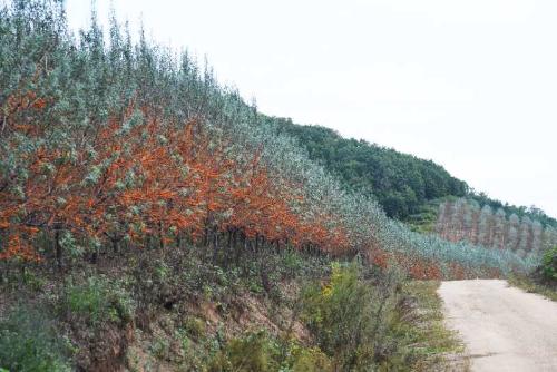 逐夢(mèng)綠富美 龍江森工集團(tuán)傾力推進(jìn)植樹造林與林業(yè)產(chǎn)業(yè)發(fā)展